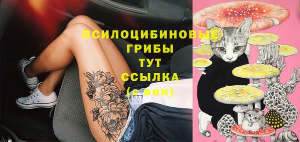 прущие грибы Аркадак